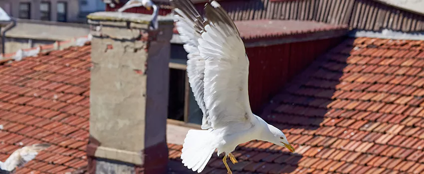 Residential Chimney Animal Removal Solution in Hamtramck, MI